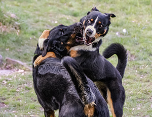 Ferienwoche Rowdy