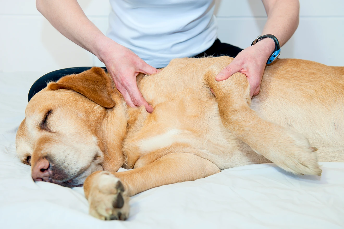 Workshop Massage am Hund