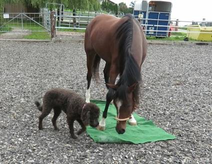 Junger Hund und junges Pferd