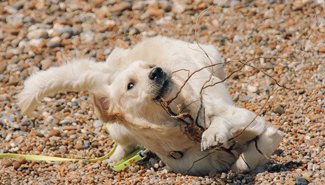 Ferien mit Hund