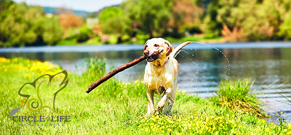 Hundeschule Circle of Life