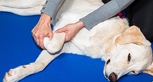 Massage am Hund PLUS