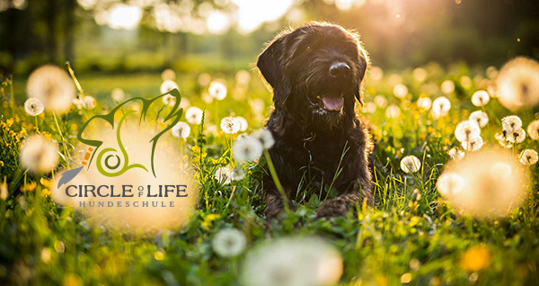 Hundeschule Circle of Life