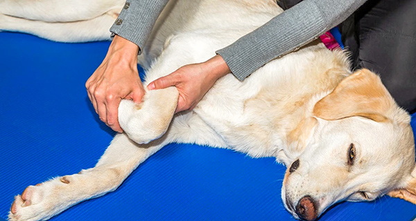 Massage am Hund PLUS