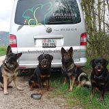 Hundebetreuung Hundeschule Circle of Life